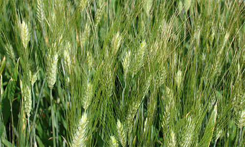 Clear water, green wheat, blue sky.